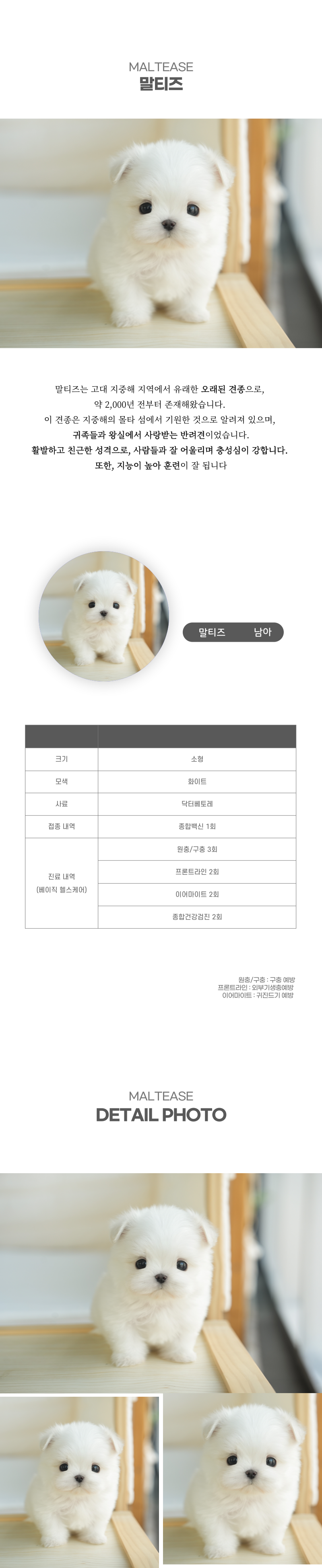 말티즈_상세이미지_2